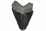 Serrated, Fossil Megalodon Tooth - Feeding Worn Tip #203080-1